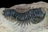 Crotalocephalina Trilobite - Atchana, Morocco #165896-3